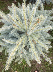 Young New Hartford Blue Spruce